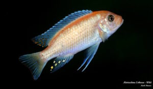 Metriaclima estherae 'Gome Rock'